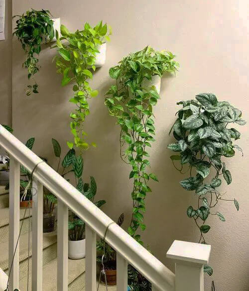 Plant Your Staircase