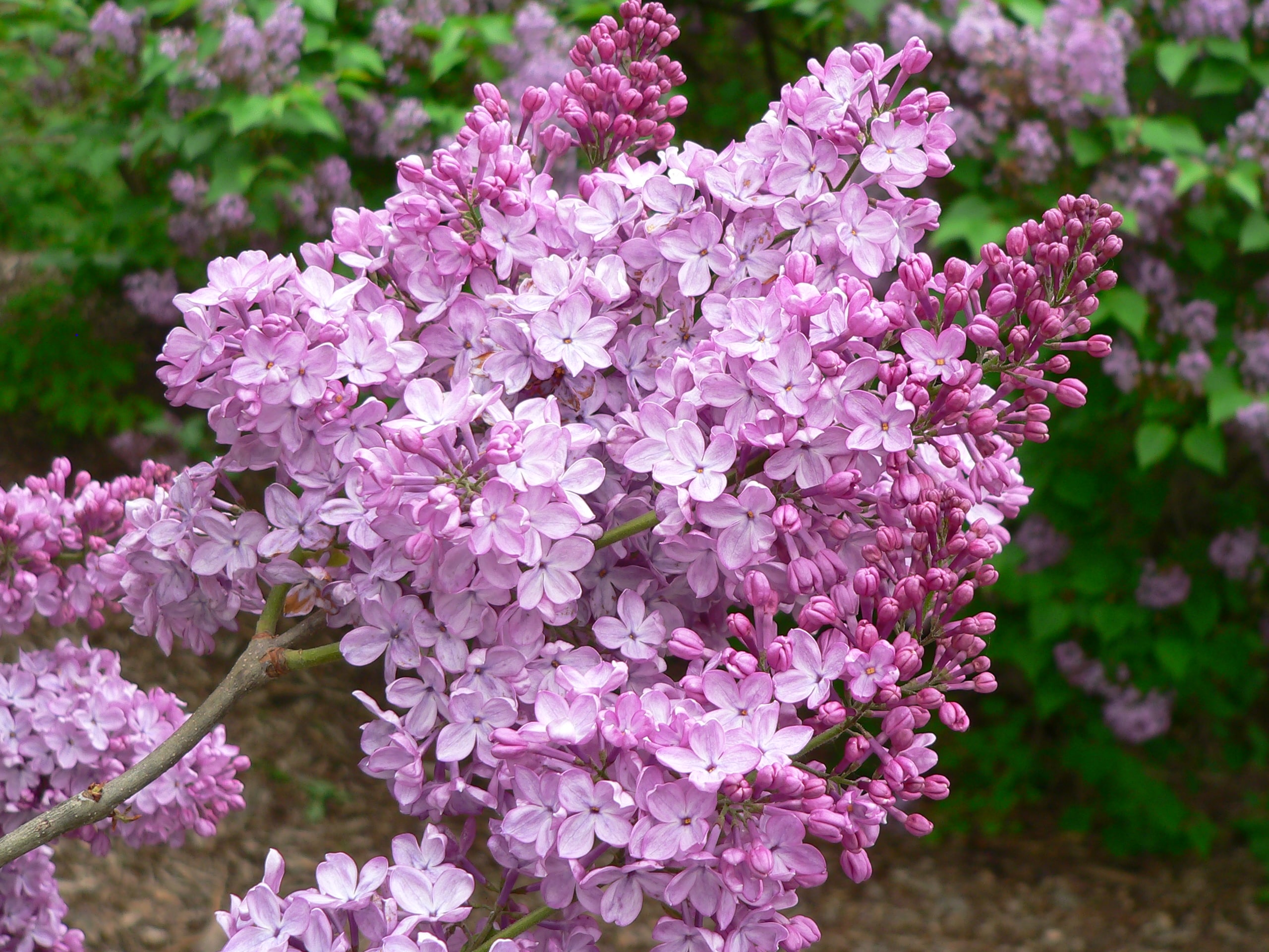 Signs That Your Lilacs Need Pest Control