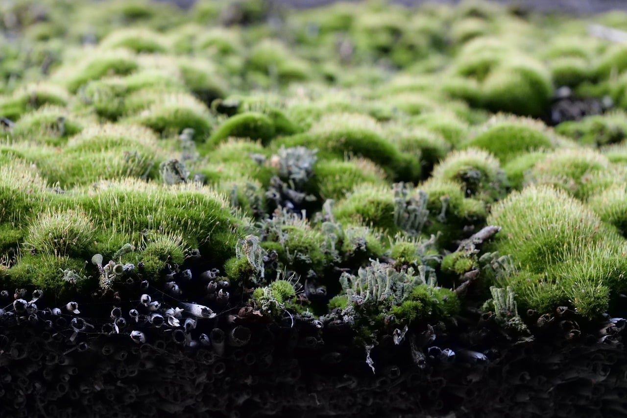 A green roof, largely made up of mosses