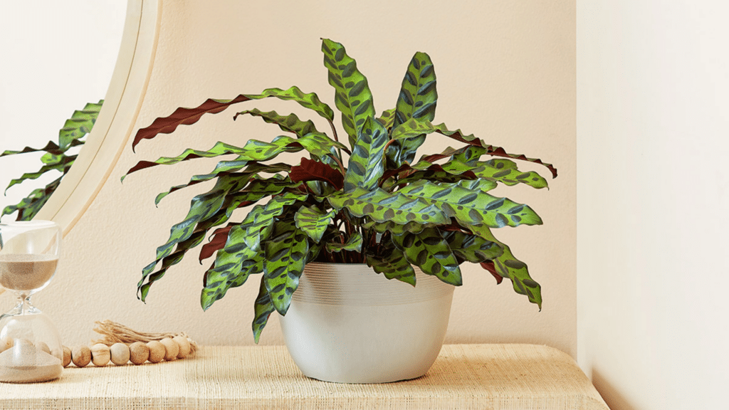 Rattlesnake Plant Care