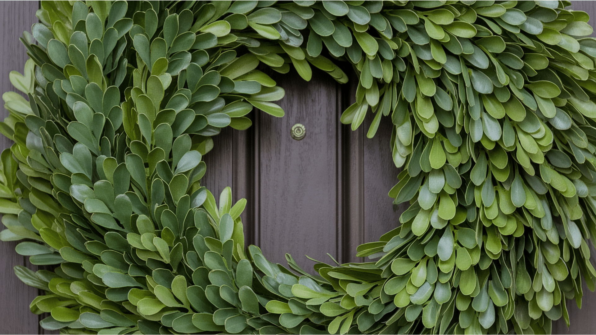 Boxwood_Classic