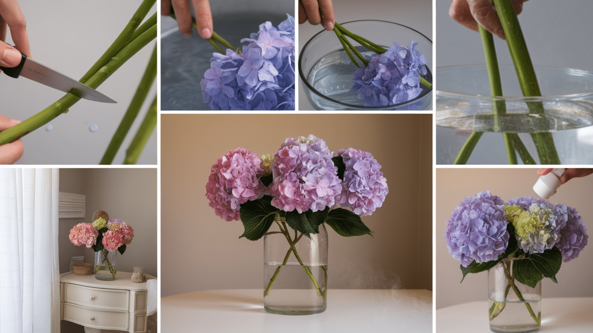 What_to_Do_If_Your_Hydrangeas_Start_Wilting