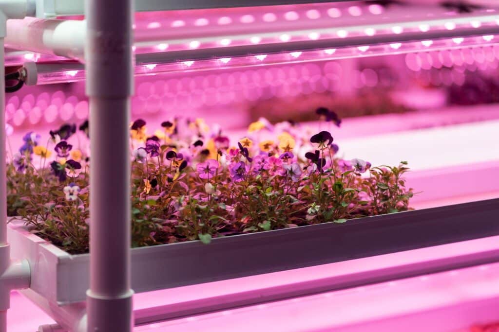 How Do UV and IR Supplemental Lights Boost Harvest