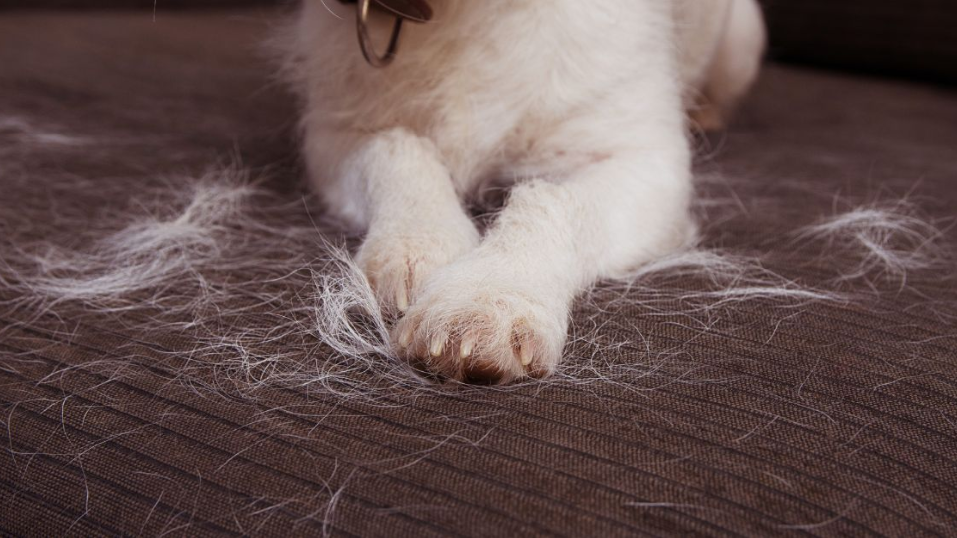 Carpet