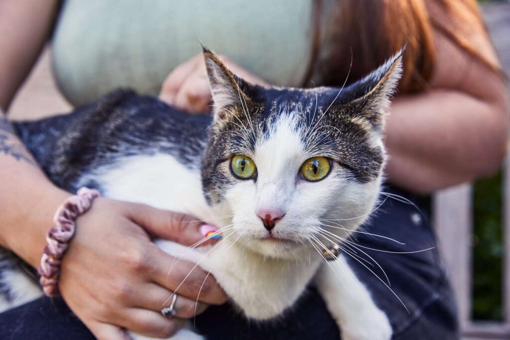 DNA Test for Cats: How to Find Out the Breed and Health of Your Pet