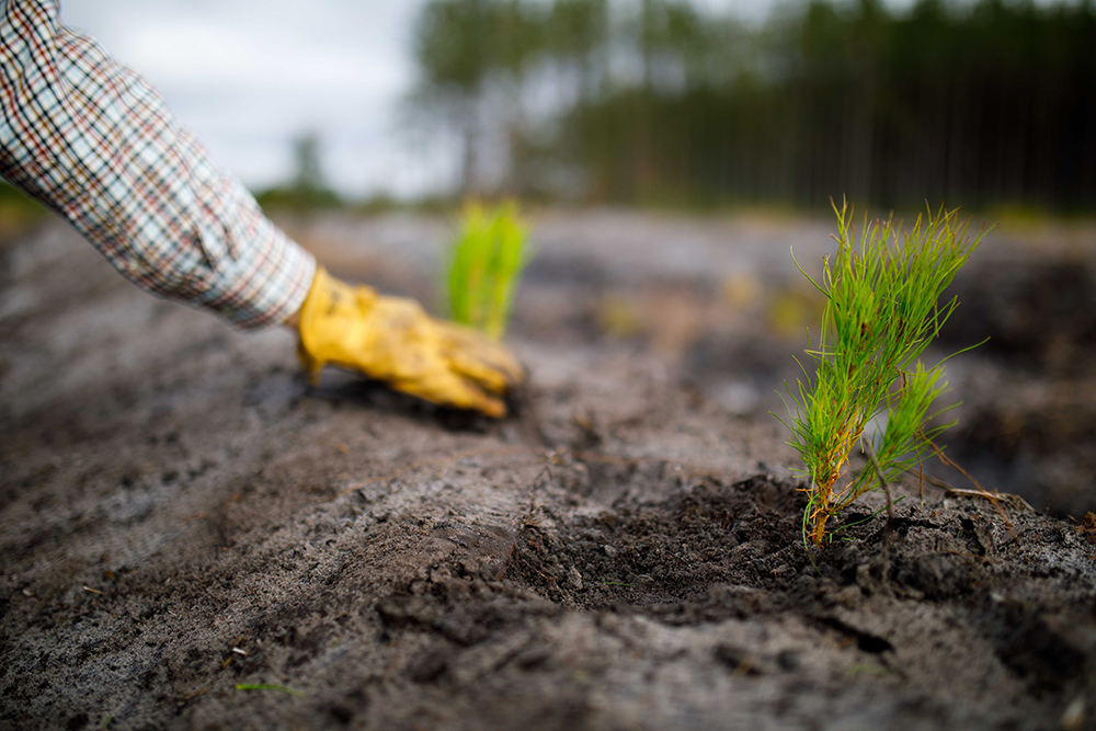 Preparing the Planting Site