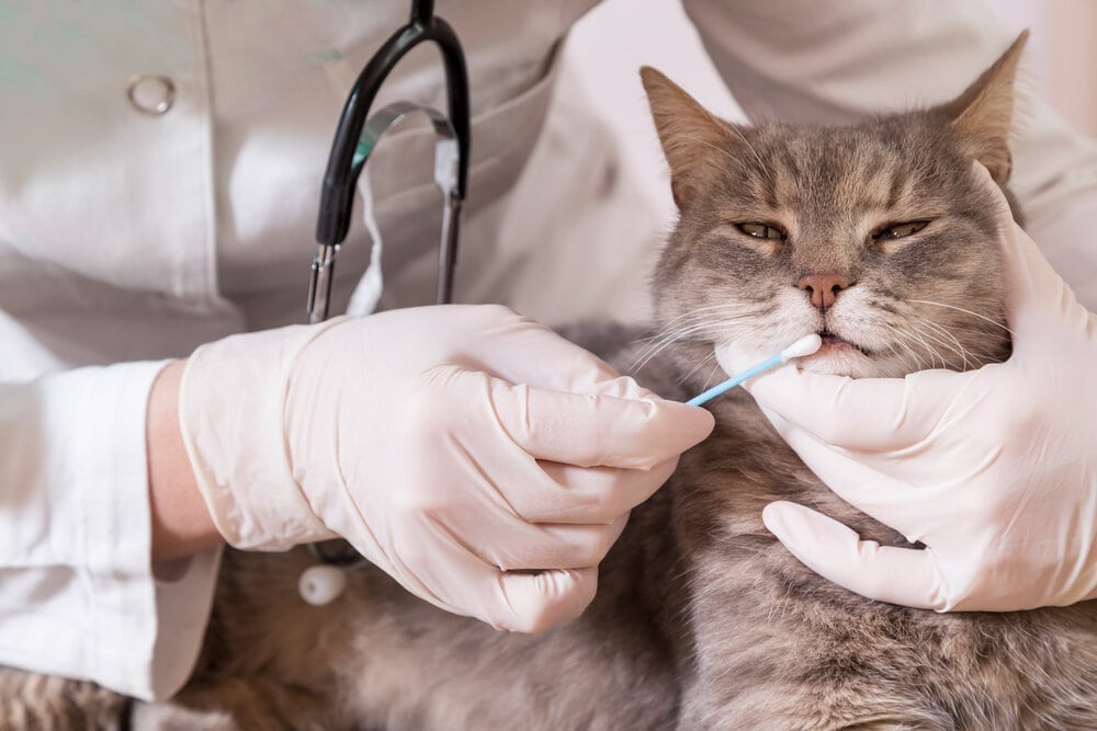 What is a DNA Test for Cats?