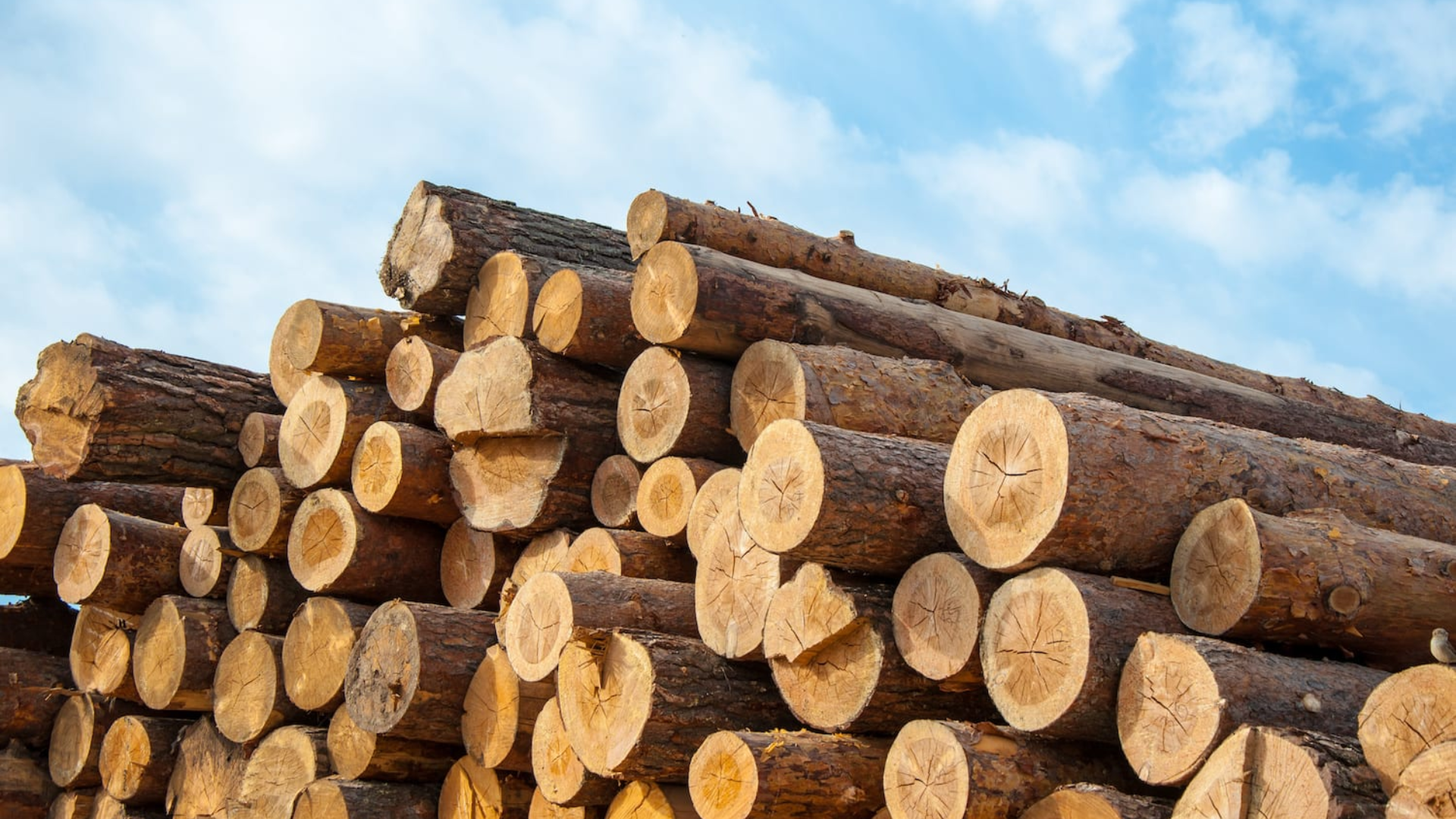What_Is_Timber