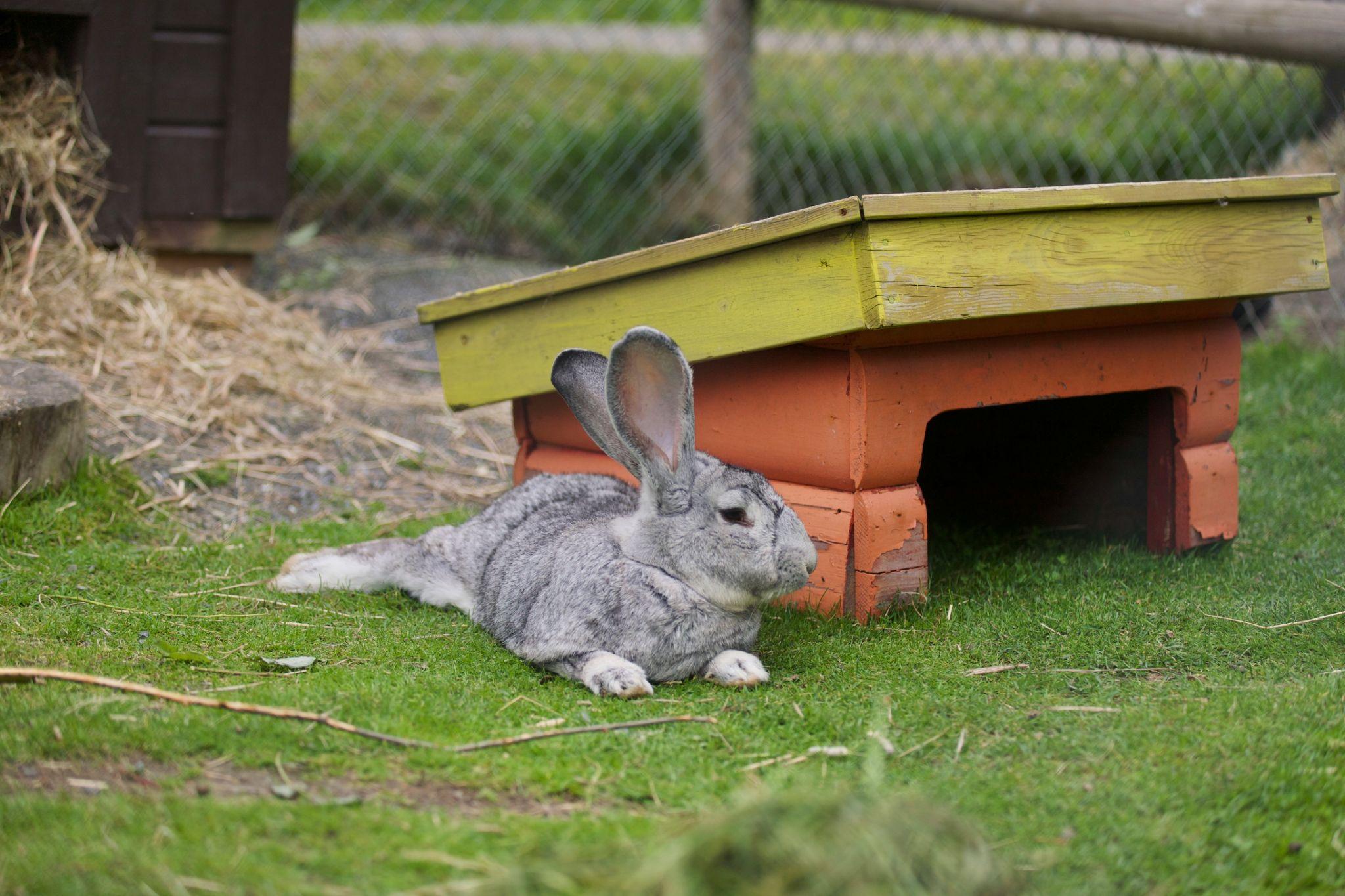 Why Traditional Rabbit Hutches Are Outdated