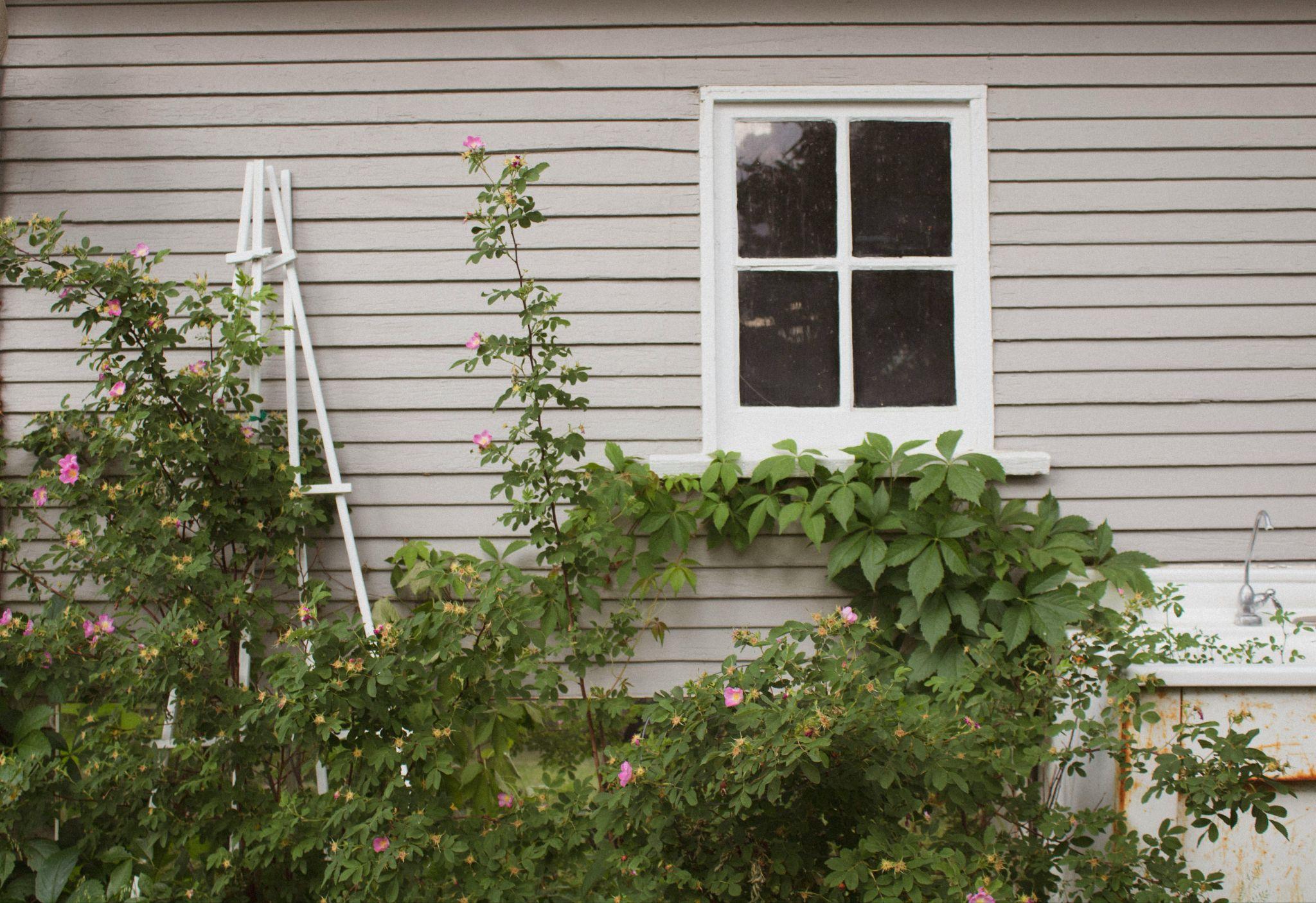 Where Stylish Gardens Meet Thoughtful Pet Living