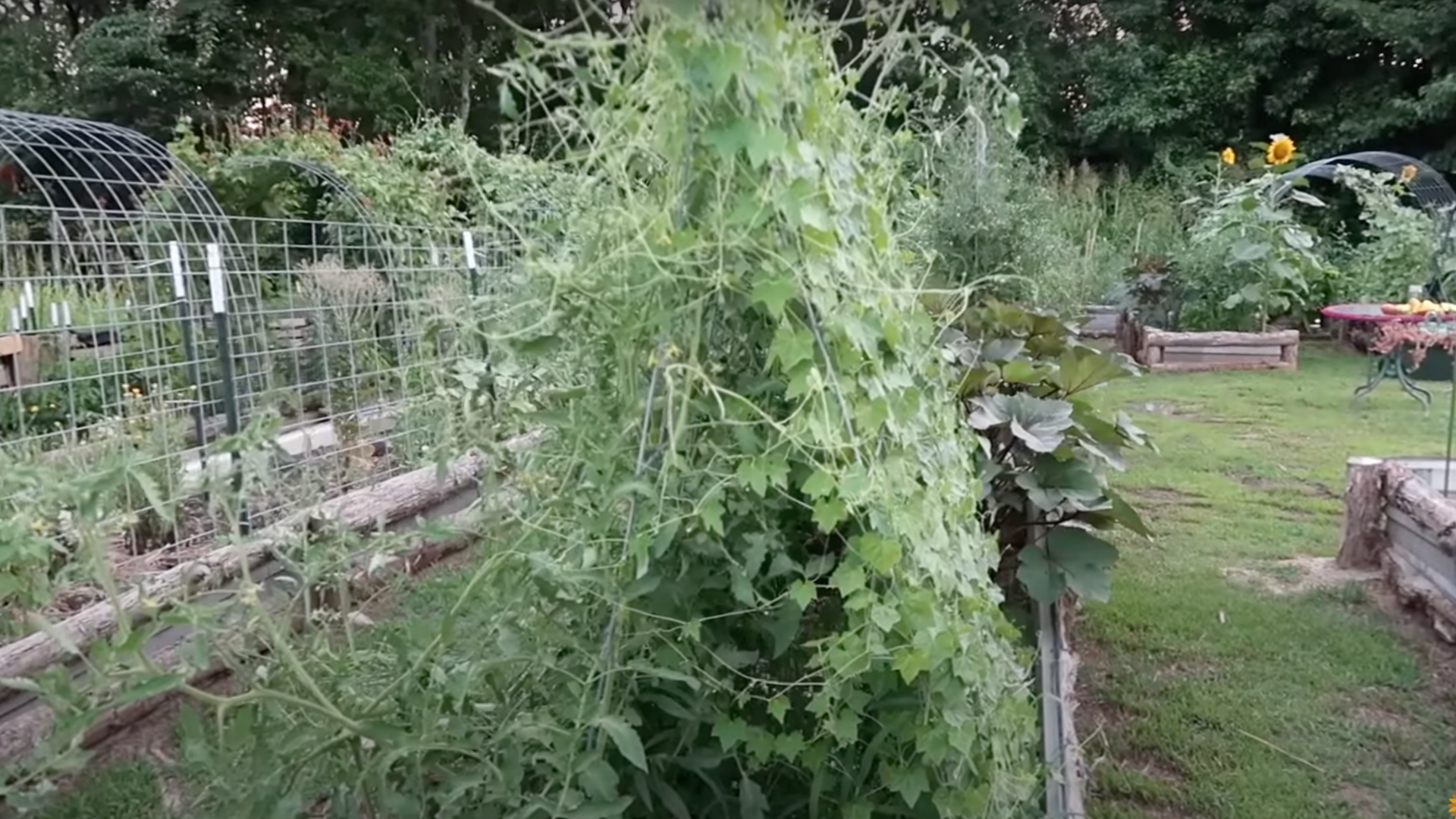Step_5_Plant_Your_Vines_or_Crops