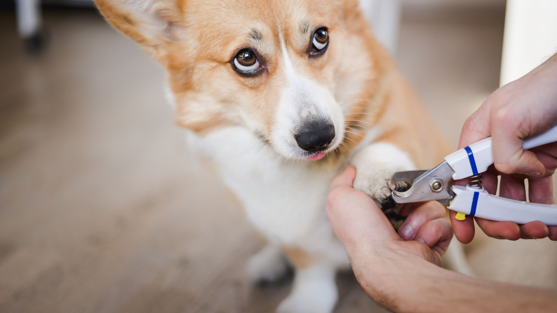 Trim_Pet_Nails
