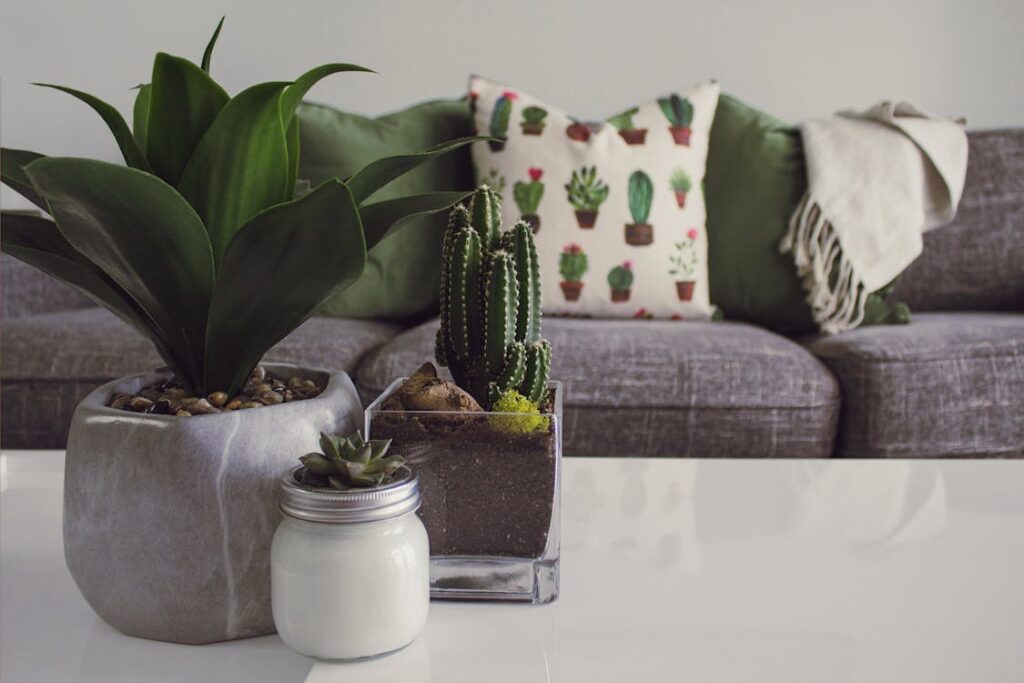 Free Modern living room featuring potted plants, cactus decor, and a cozy sofa. Stock Photo