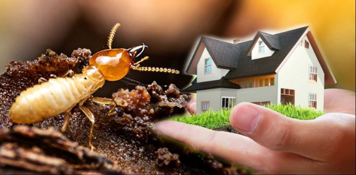 A Pest-Free Property Begins With the Right Pest Solution