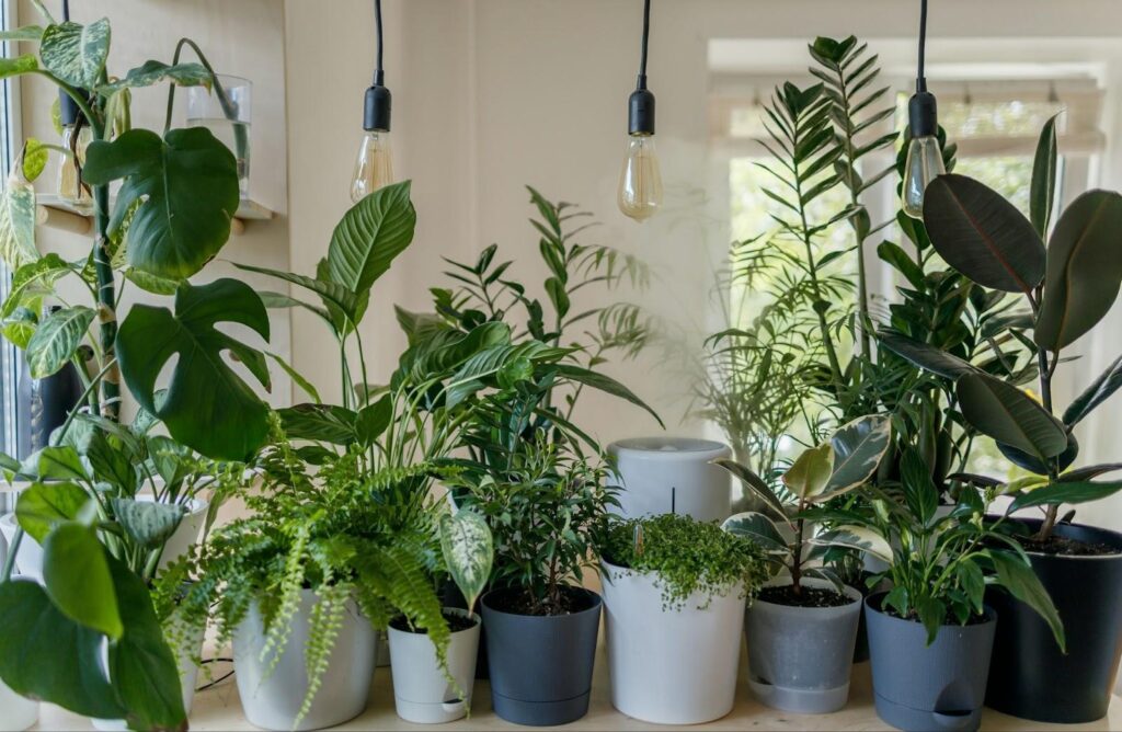 The Student’s Guide to Container Gardening