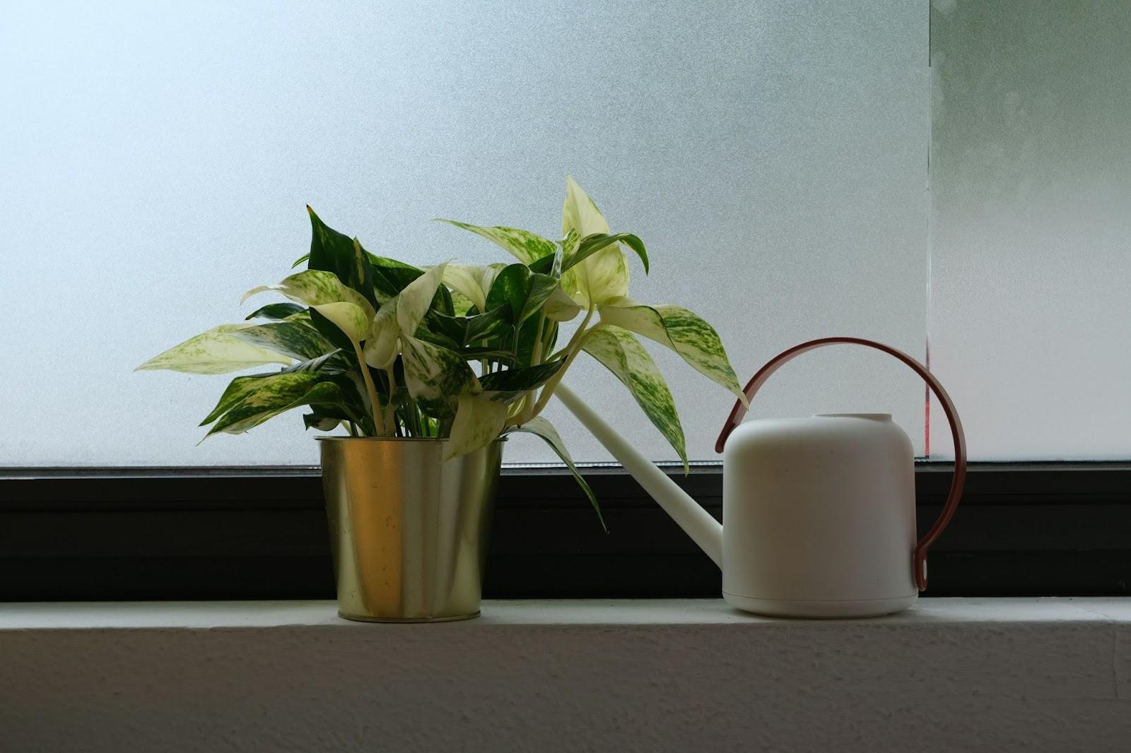 Make a Simple Watering Routine