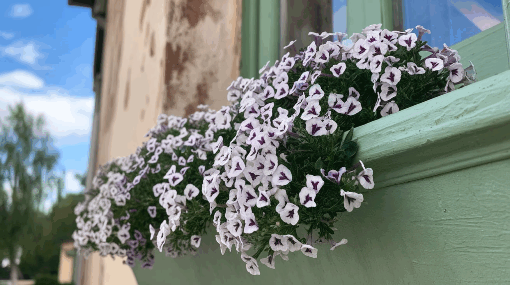 Alyssum