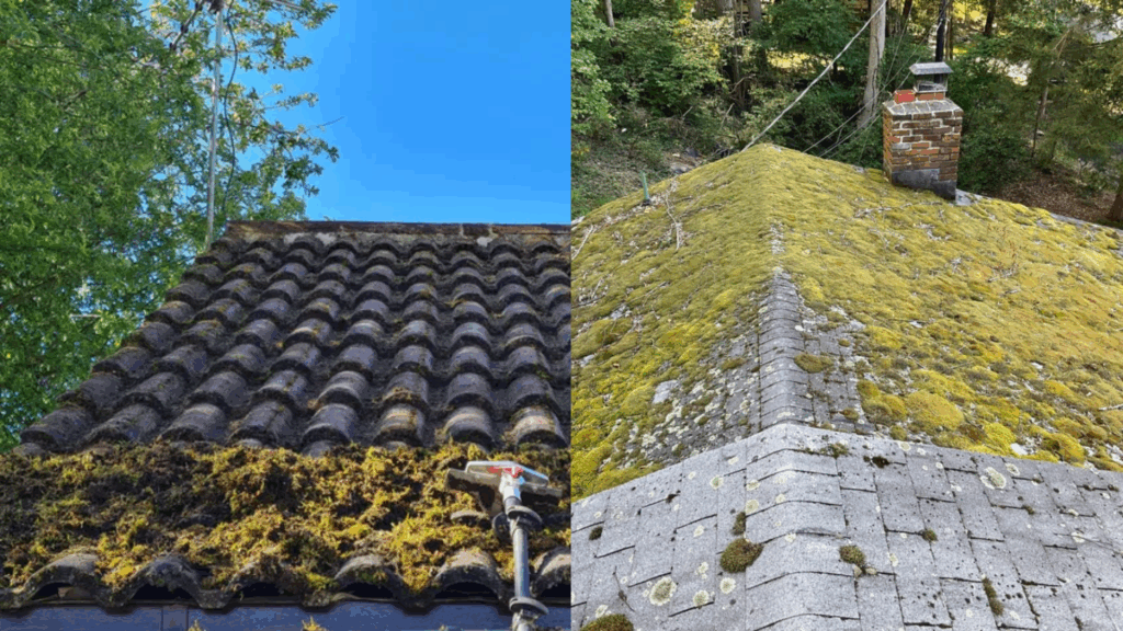 Best Time of Year for Roof Moss Removal