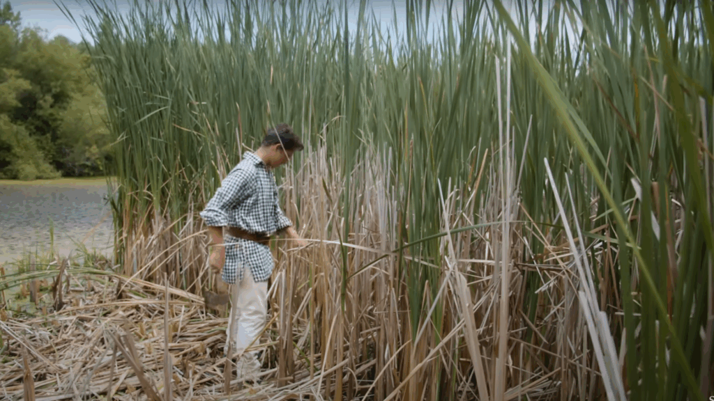 Harvesting Cattails