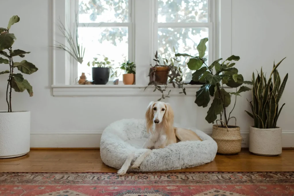 How to Reduce Allergens and Improve Air Quality in Pet-Friendly Homes