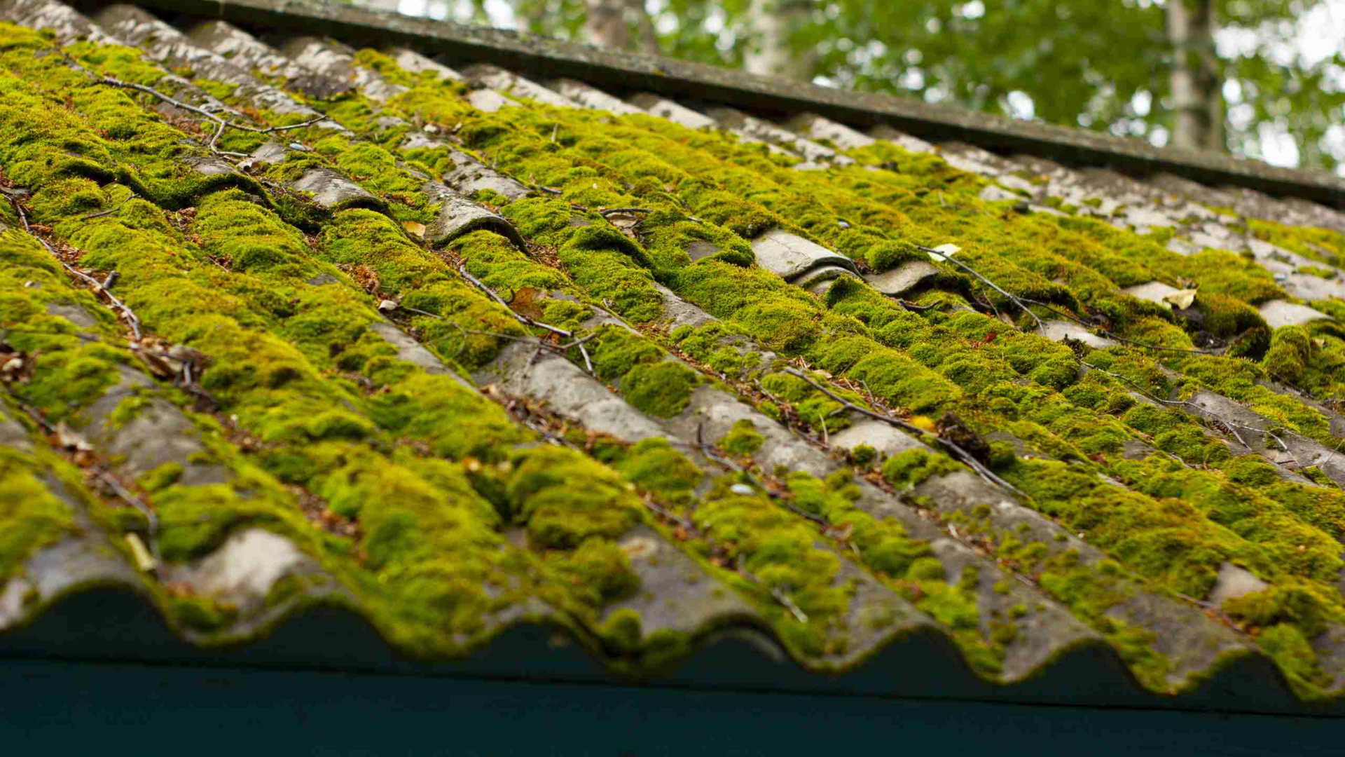 Optimal_Seasons_for_Moss_Removal