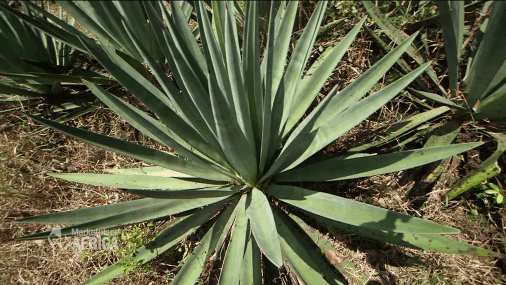 What is Sisal?