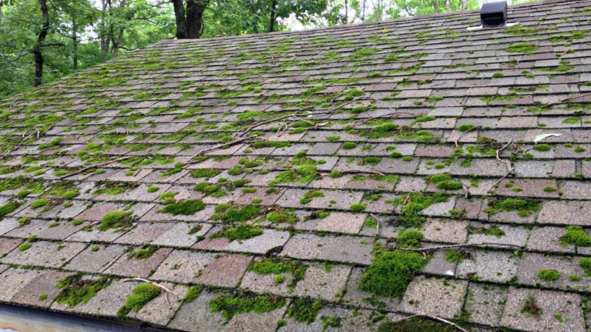 What_Is_Roof_Moss