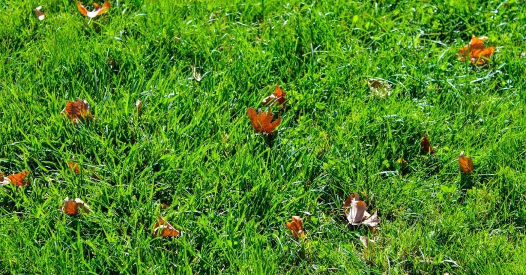 Seasonal Lawn Care: Simple Practices for a Vibrant and Healthy Yard All Year Round