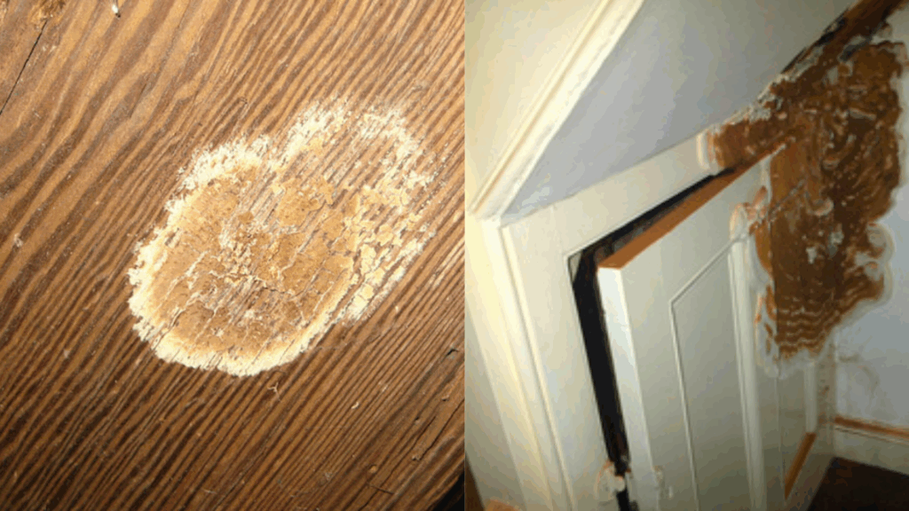 dry rot early signs