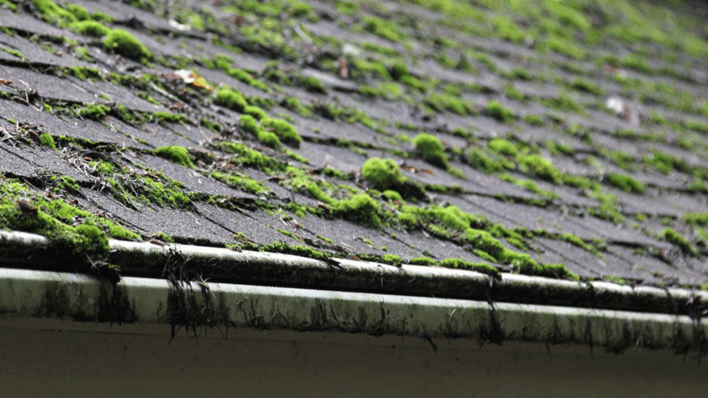 how to get moss off roof