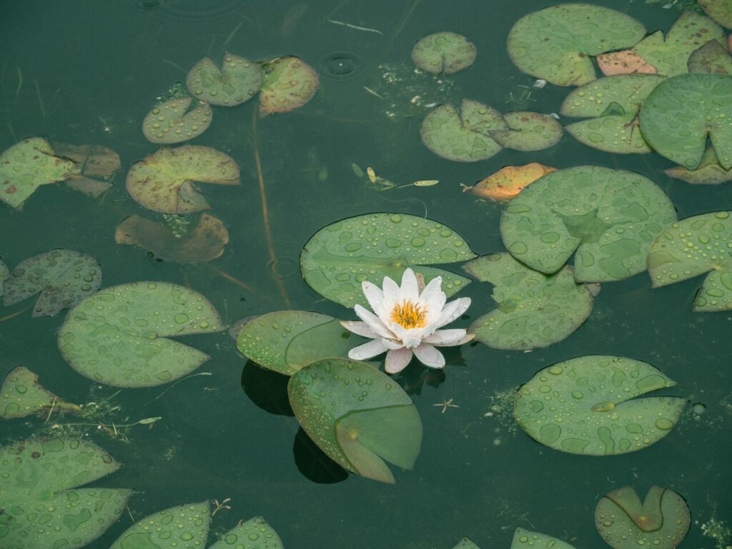 Tips for Designing a Stunning Garden Pond