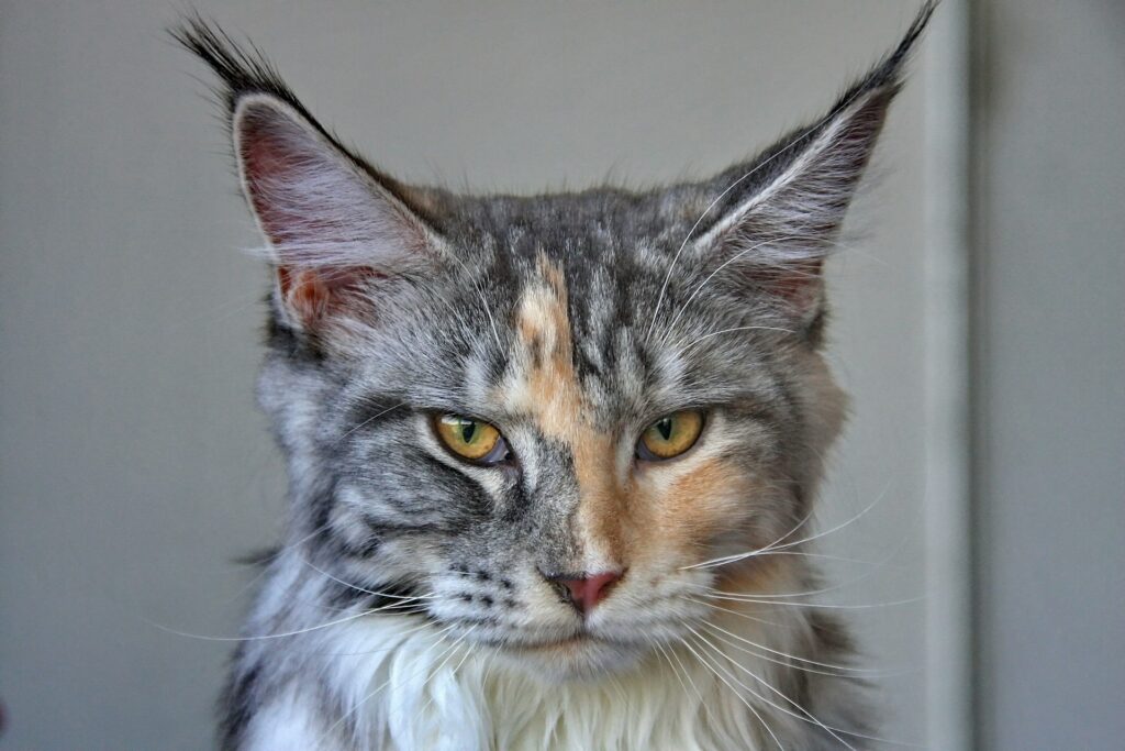 Why a Maine Coon Cat Fits Any Home