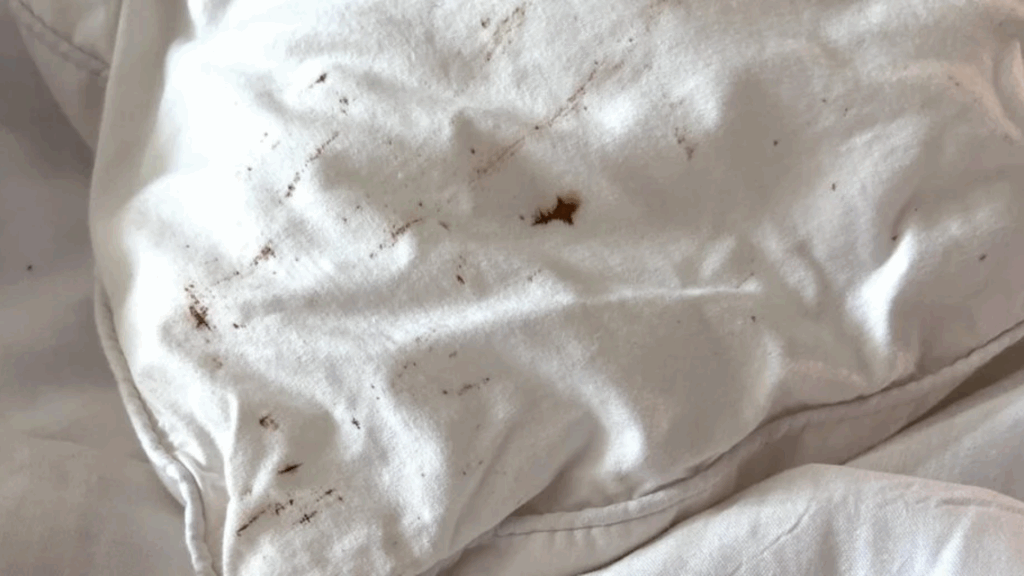 early bed bug stains on sheets