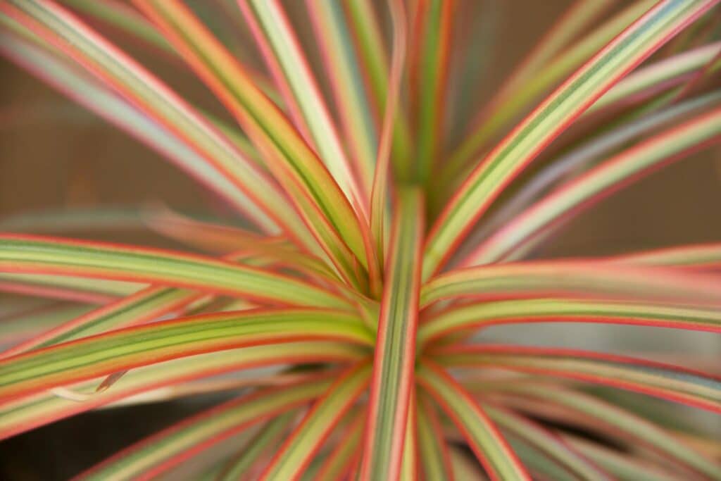 Revitalize Your Décor with Dracaena Marginata Colorama