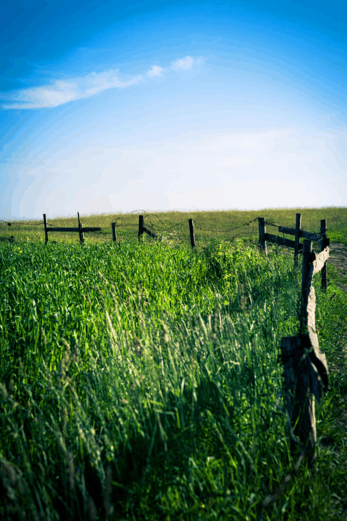 Eco-Friendly Land Clearing: Balancing Development and Environment