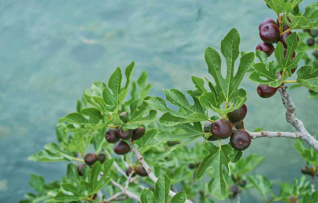 A fig tree with lots of ripening figs, growing over a mountain stream.