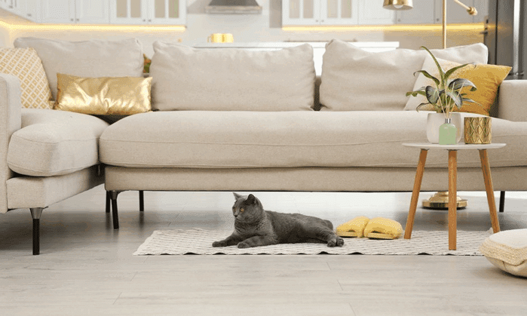 How to Design a Cat-Friendly Living Room - Opple House