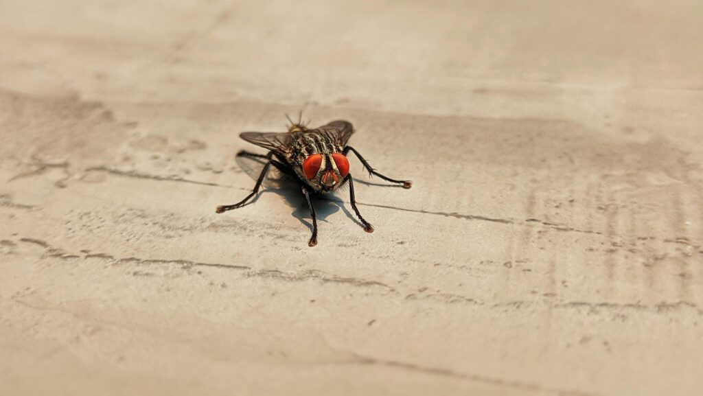 Understanding Pest Behavior in Urban Settings