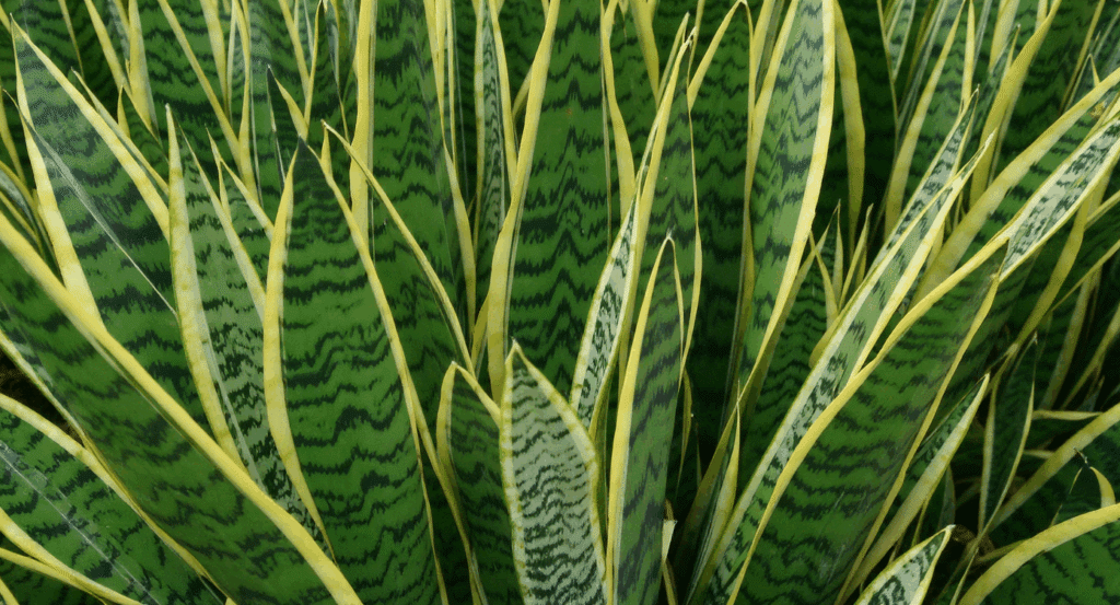 Best Time of Year to Propagate Snake Plants