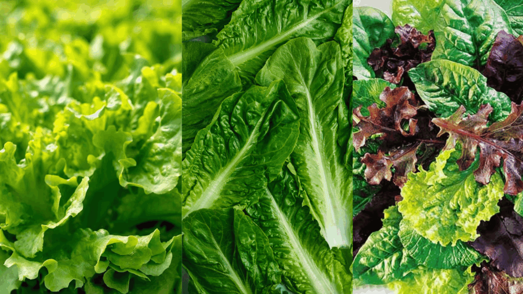 best lettuce varieties for indoor growth
