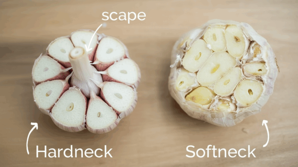 different types of garlic you can grow