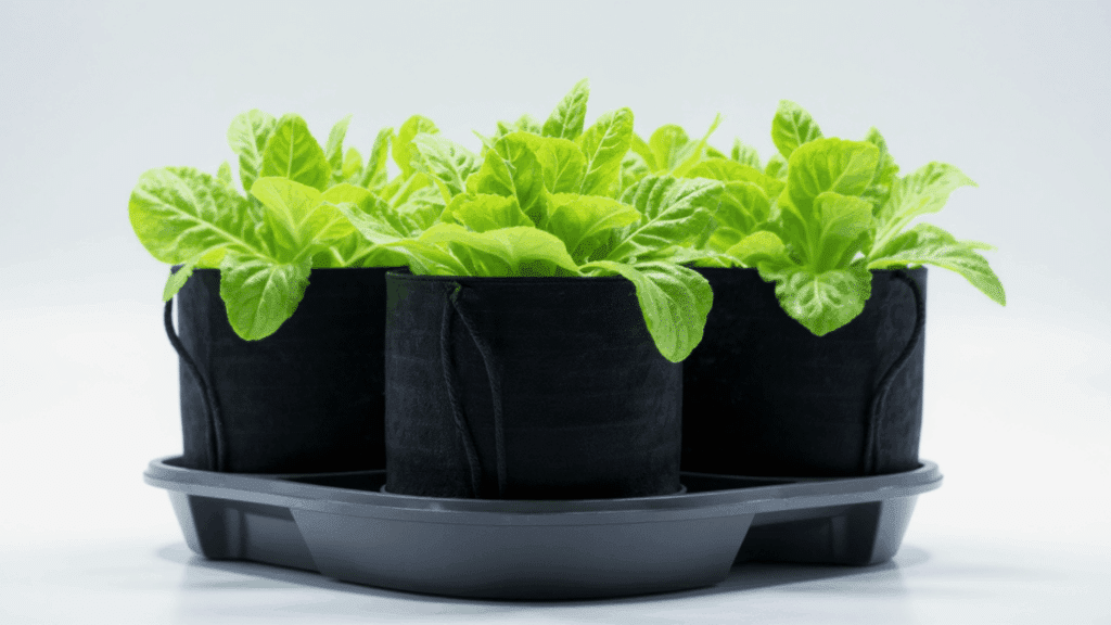 growing lettuce indoors