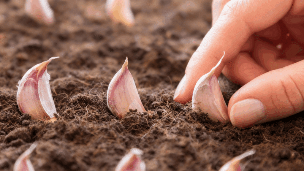 how to grow garlic