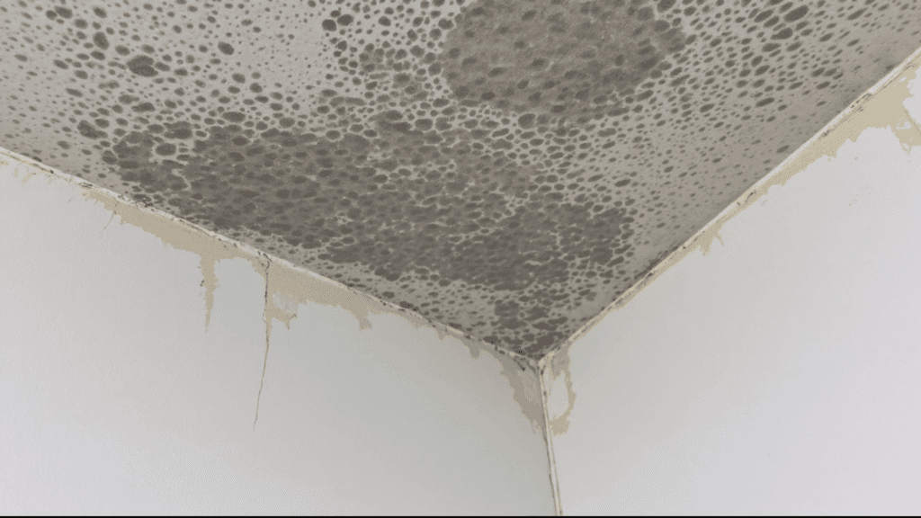 how to identify mold or mildew in your shower
