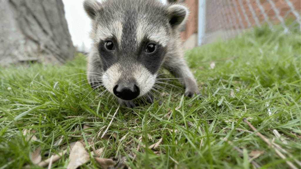 how to keep raccoons out of garden