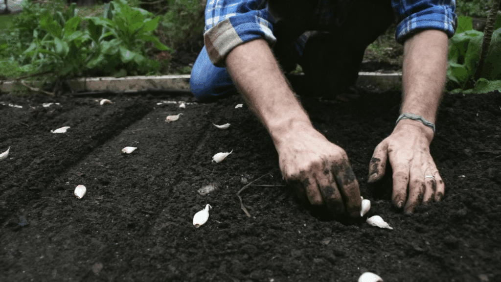 how to prepare and plant garlic