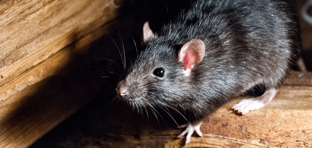 Your Neighbors Have Rats