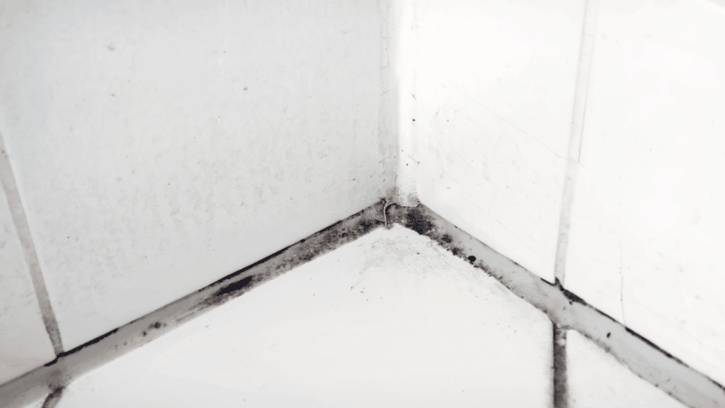 mold or mildew in shower