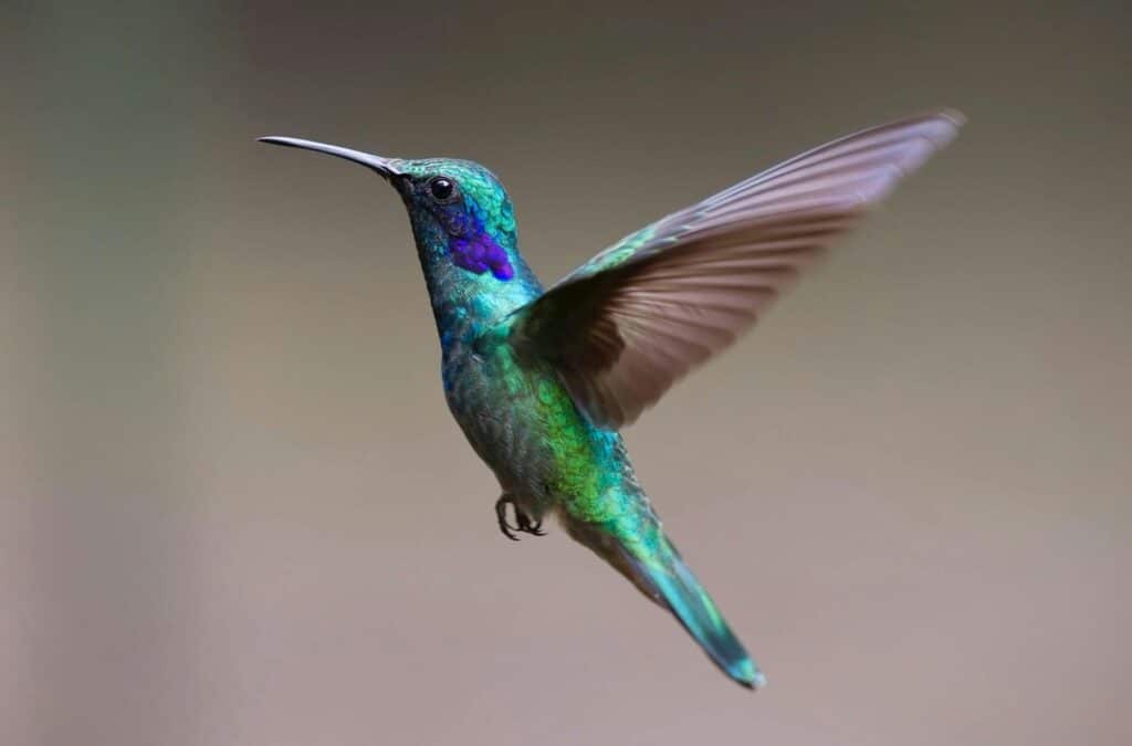 Hummingbirds