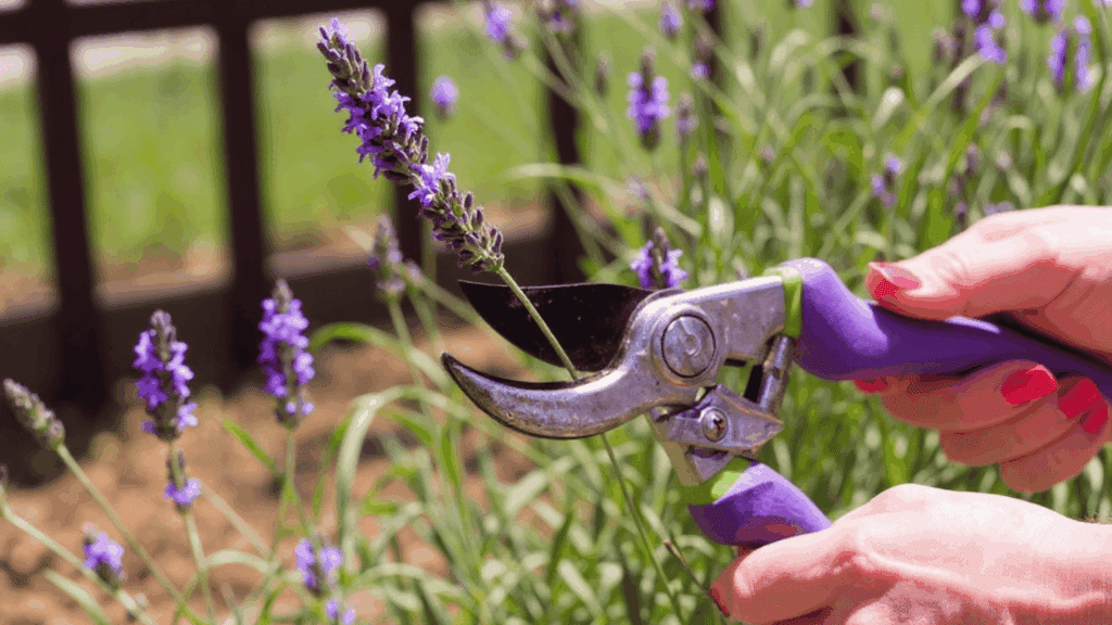 propagating lavender how to grow more from cuttings